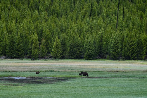 A vast green meadow with a dense forest of tall evergreen trees in the background. Two bears can be seen roaming in the open grassy area, creating a serene wildlife scene.