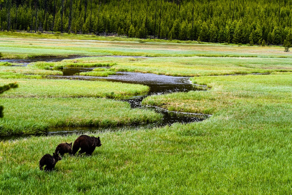 green grass field during daytime