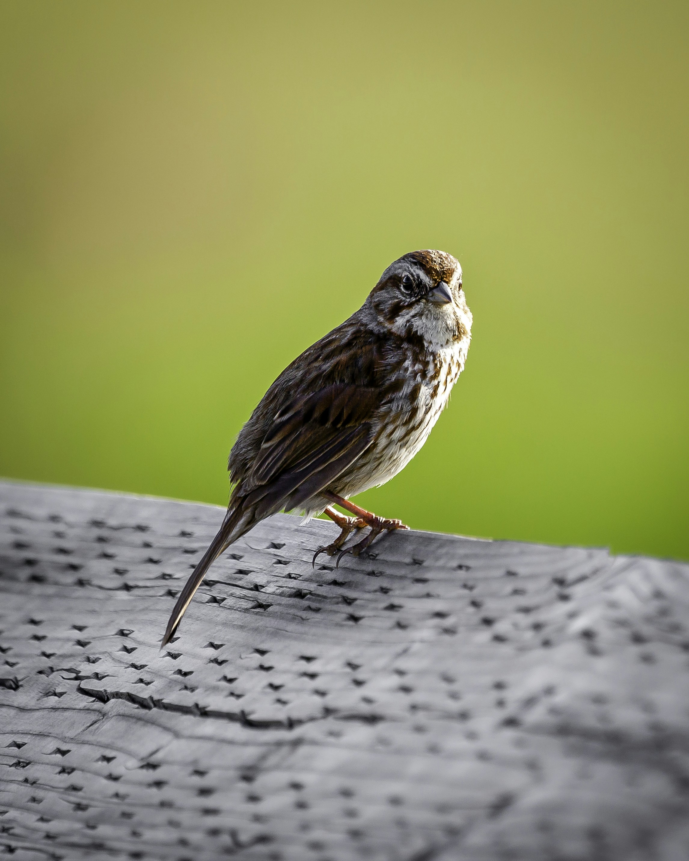 Song Sparrow perched on a railing.