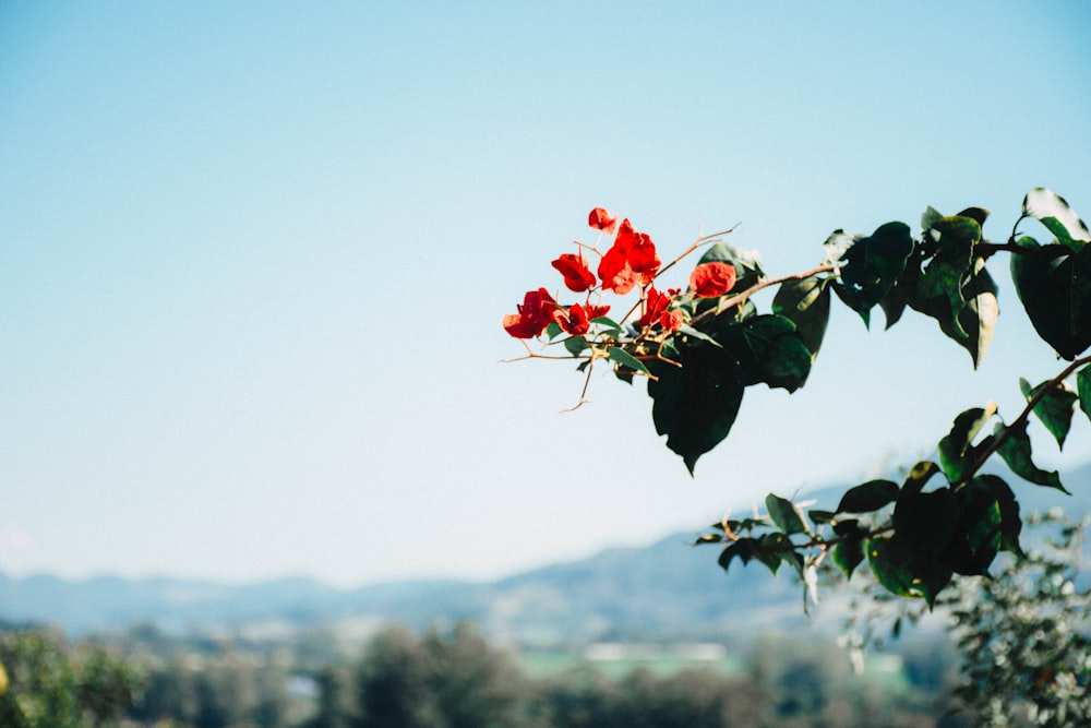 red flower buds in tilt shift lens