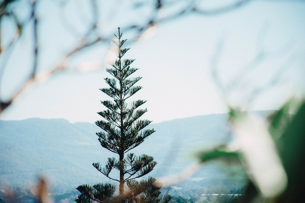 green pine tree covered with snow