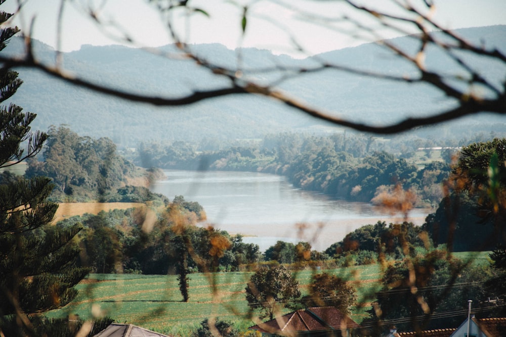 green trees near body of water during daytime