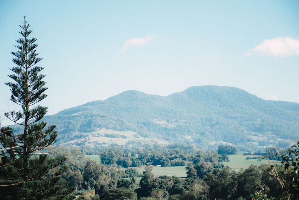 green trees on mountain during daytime