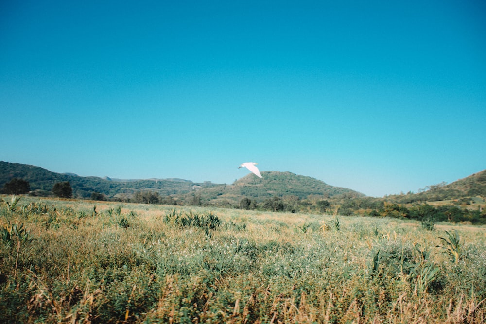 green grass field near mountain under blue sky during daytime