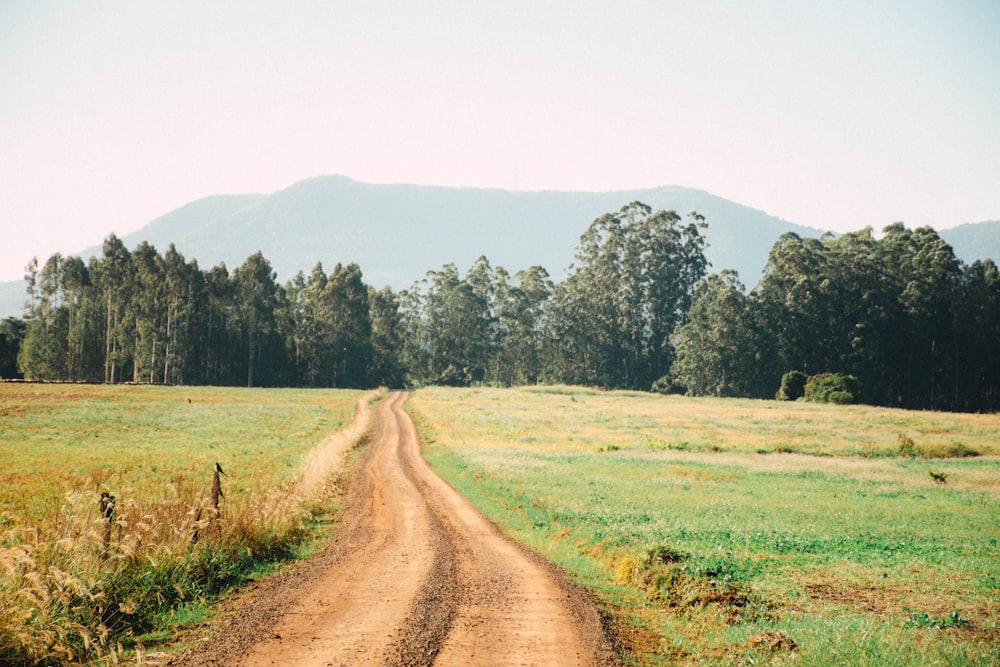 brown dirt road between green grass field during daytime