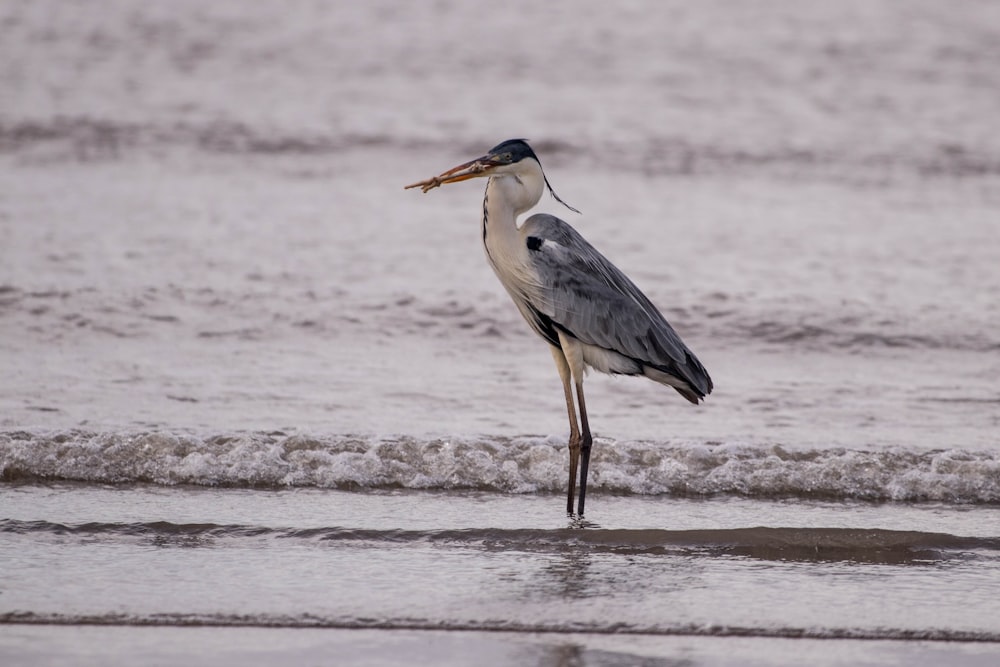 Héron cendré sur le rivage pendant la journée