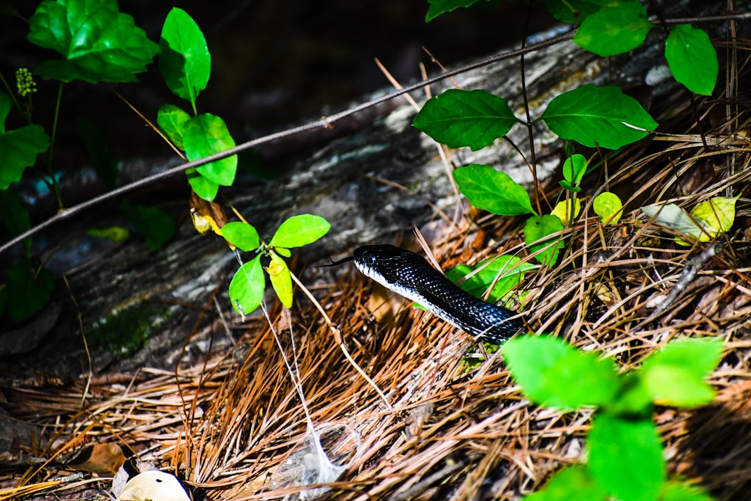 black and white snake on brown dried leaves
