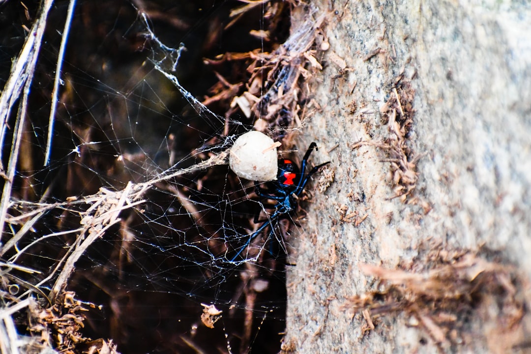 black and red spider on brown tree trunk