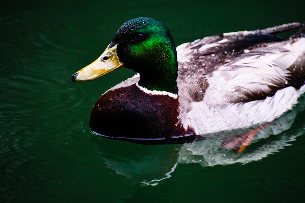 mallard duck on green water