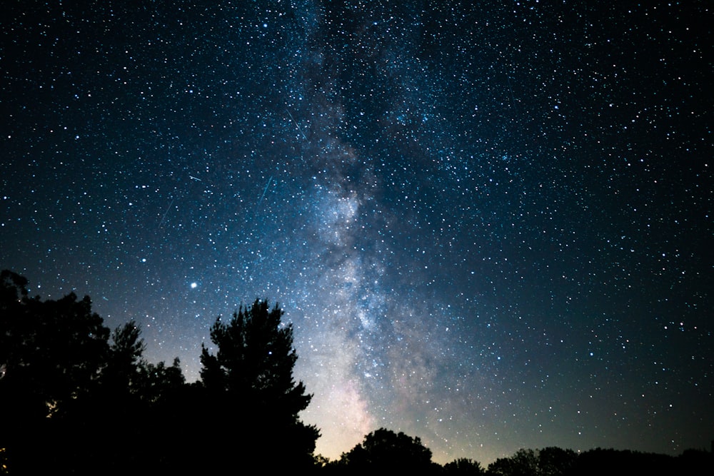 silhouette of trees under starry night