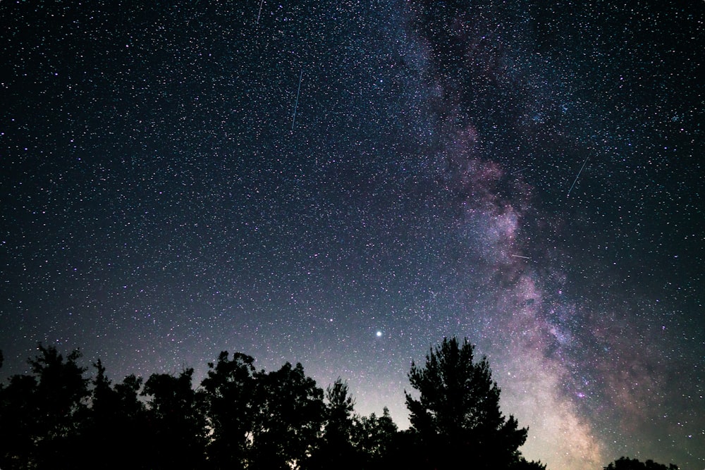 silhueta de árvores sob o céu azul durante a noite