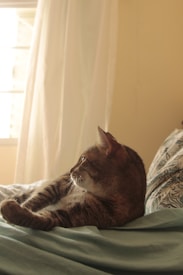 A tabby cat is comfortably lounging on a bed, looking out a window. Sunlight filters through sheer curtains, casting a warm glow across the room. The bed has patterned sheets, contributing to a cozy atmosphere.
