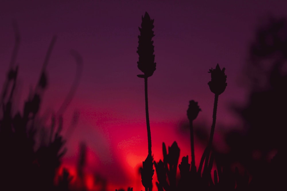 silhouette of flowers during sunset