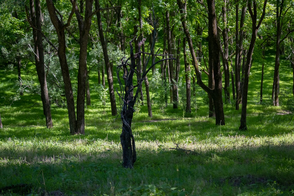 green grass field with trees