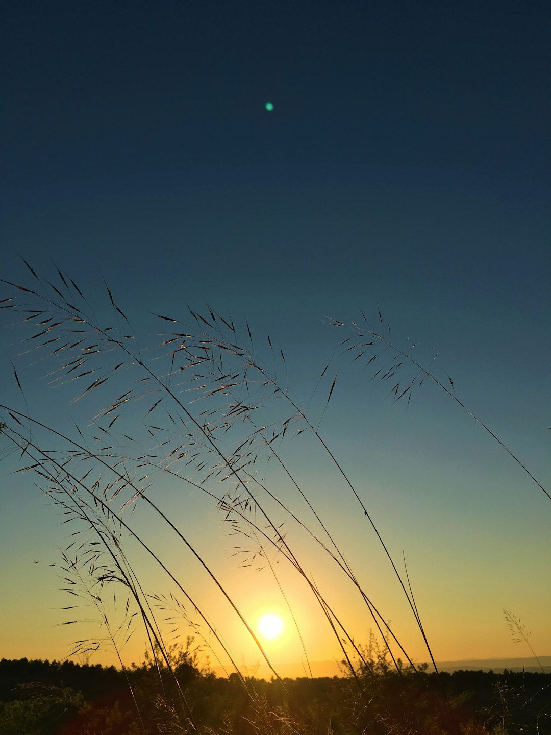 silhouette of grass during night time