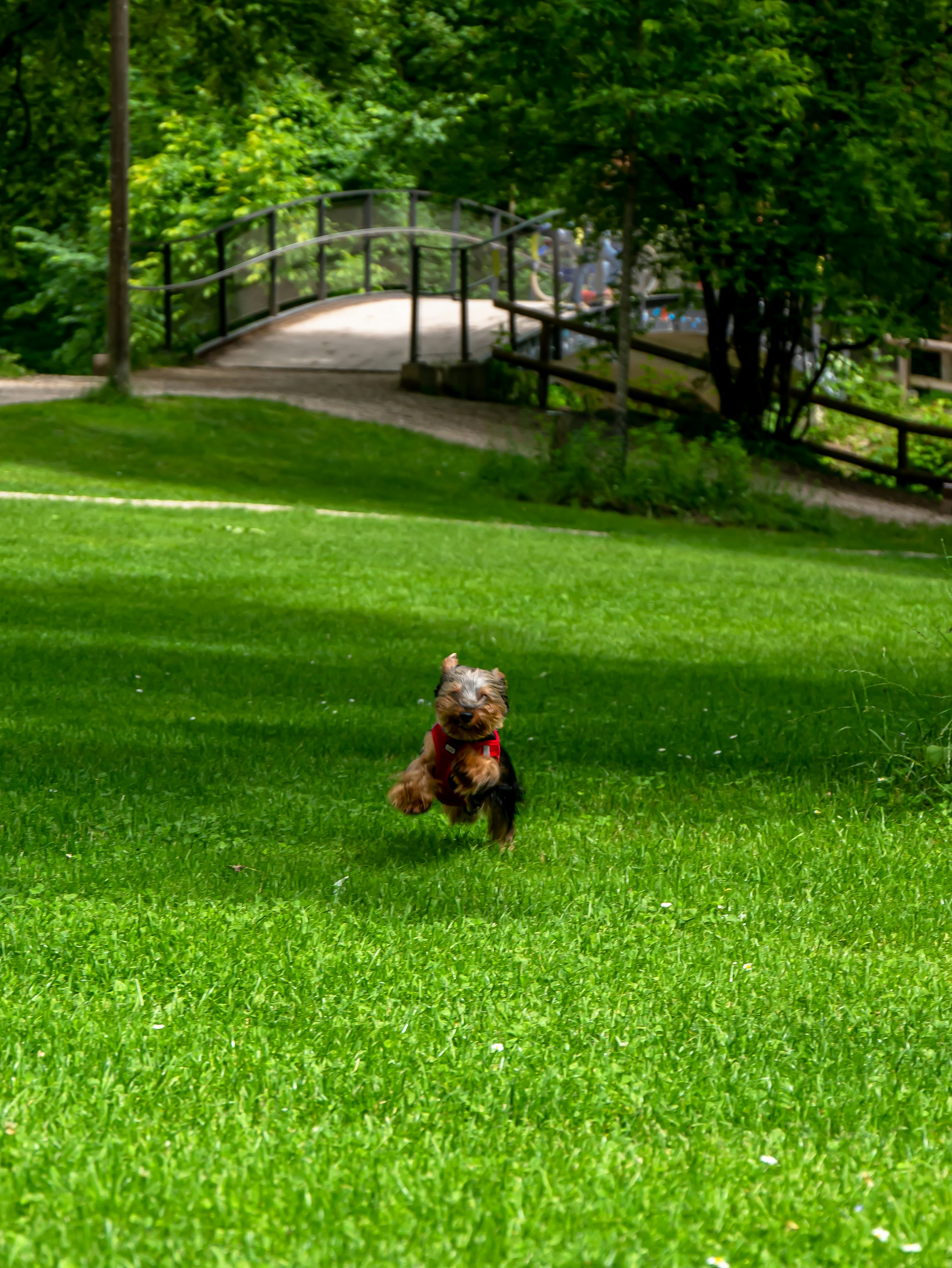 brown and black yorkshire terrier running on green grass field during daytime