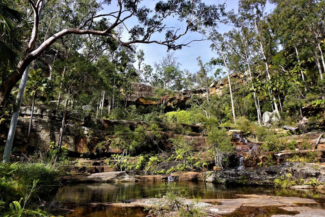 Jungle photo spot Blackdown Tableland National Park Australia