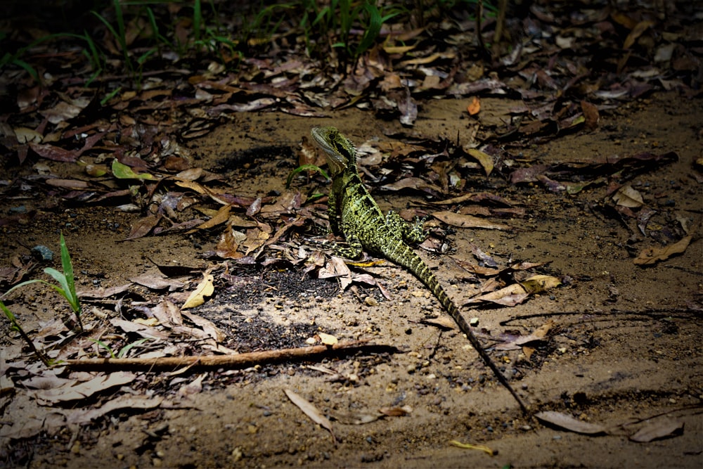 green and black lizard on brown leaves
