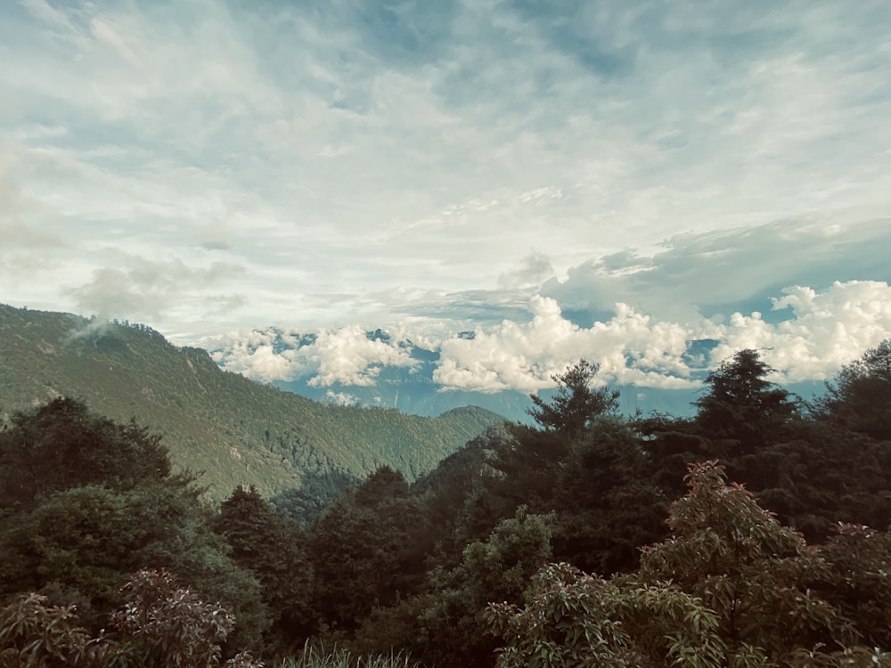 green trees on mountain under white clouds and blue sky during daytime