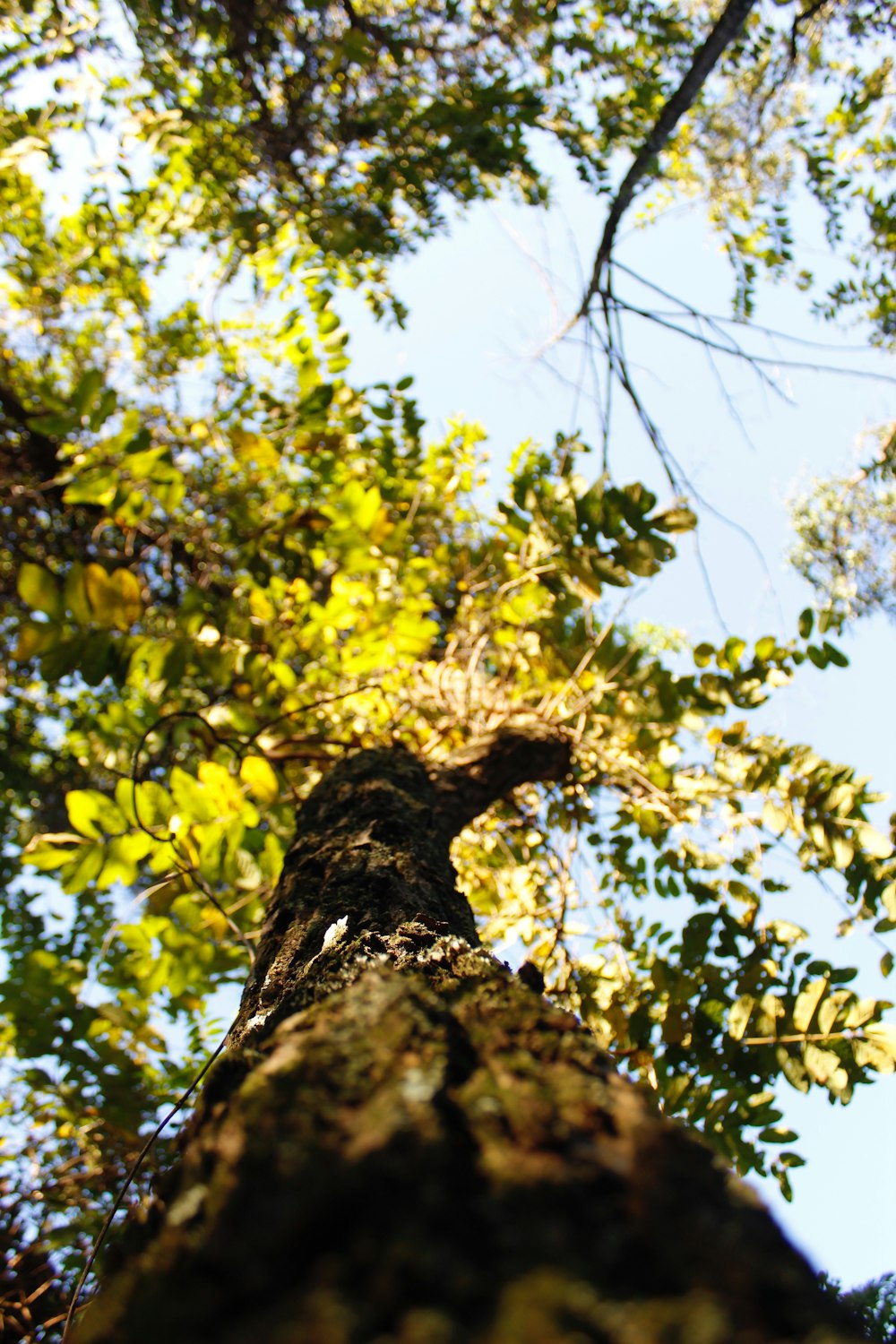 Árbol verde con hojas amarillas