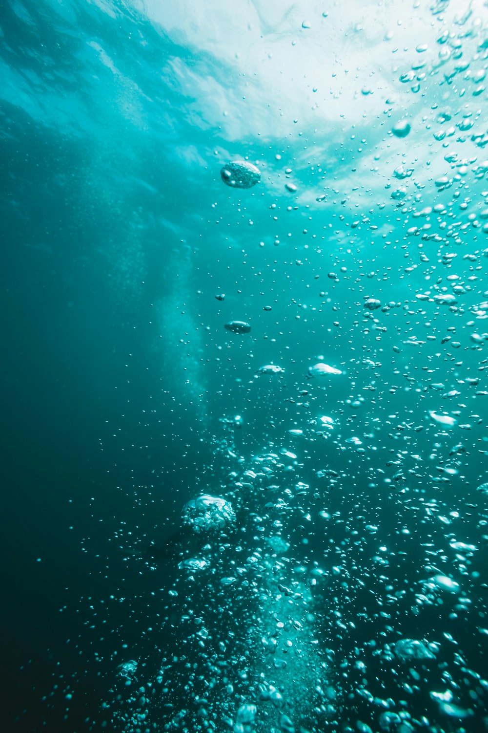 水中の魚の群れ