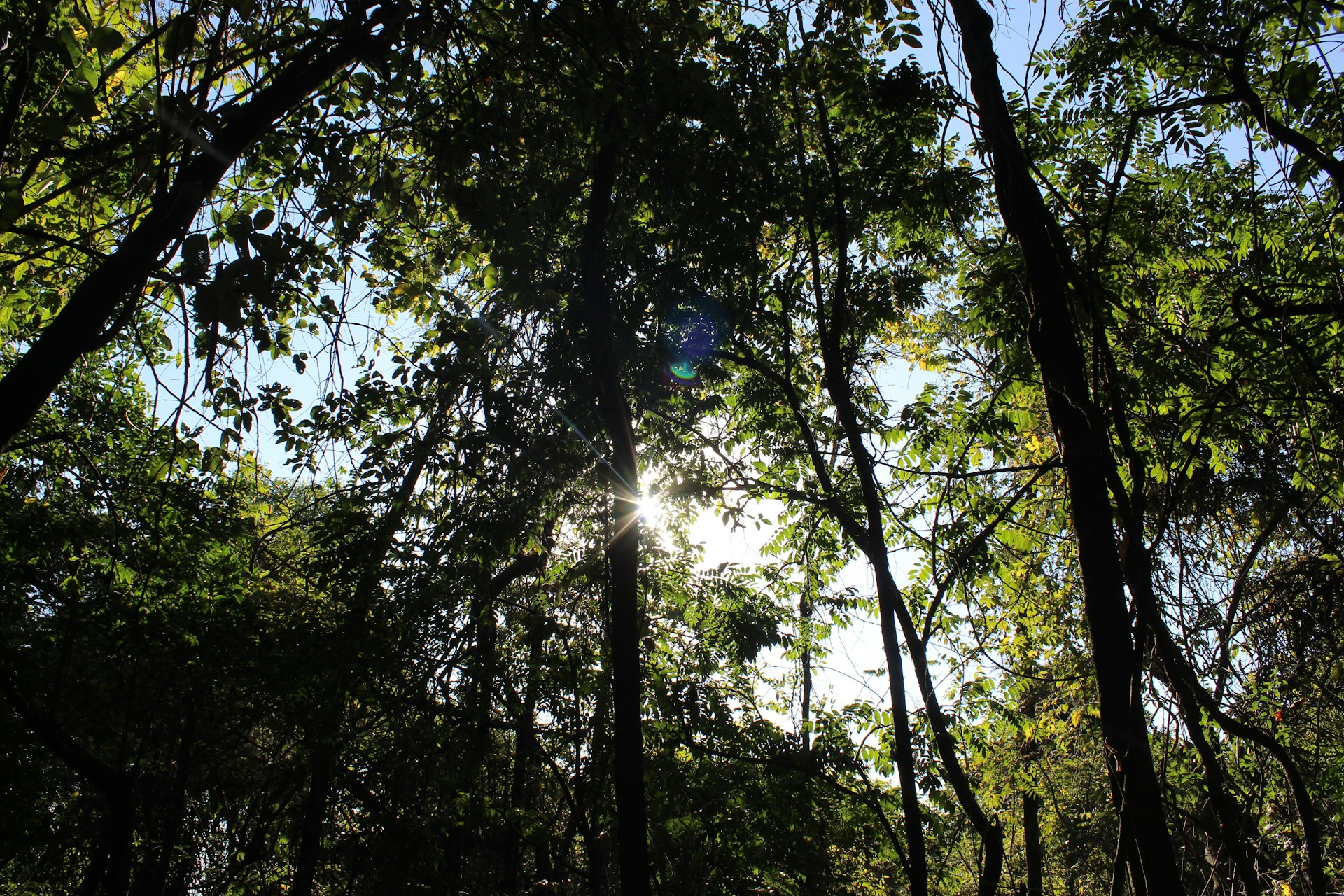 green trees under blue sky during daytime