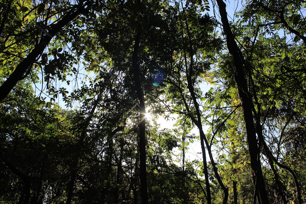 green trees under blue sky during daytime