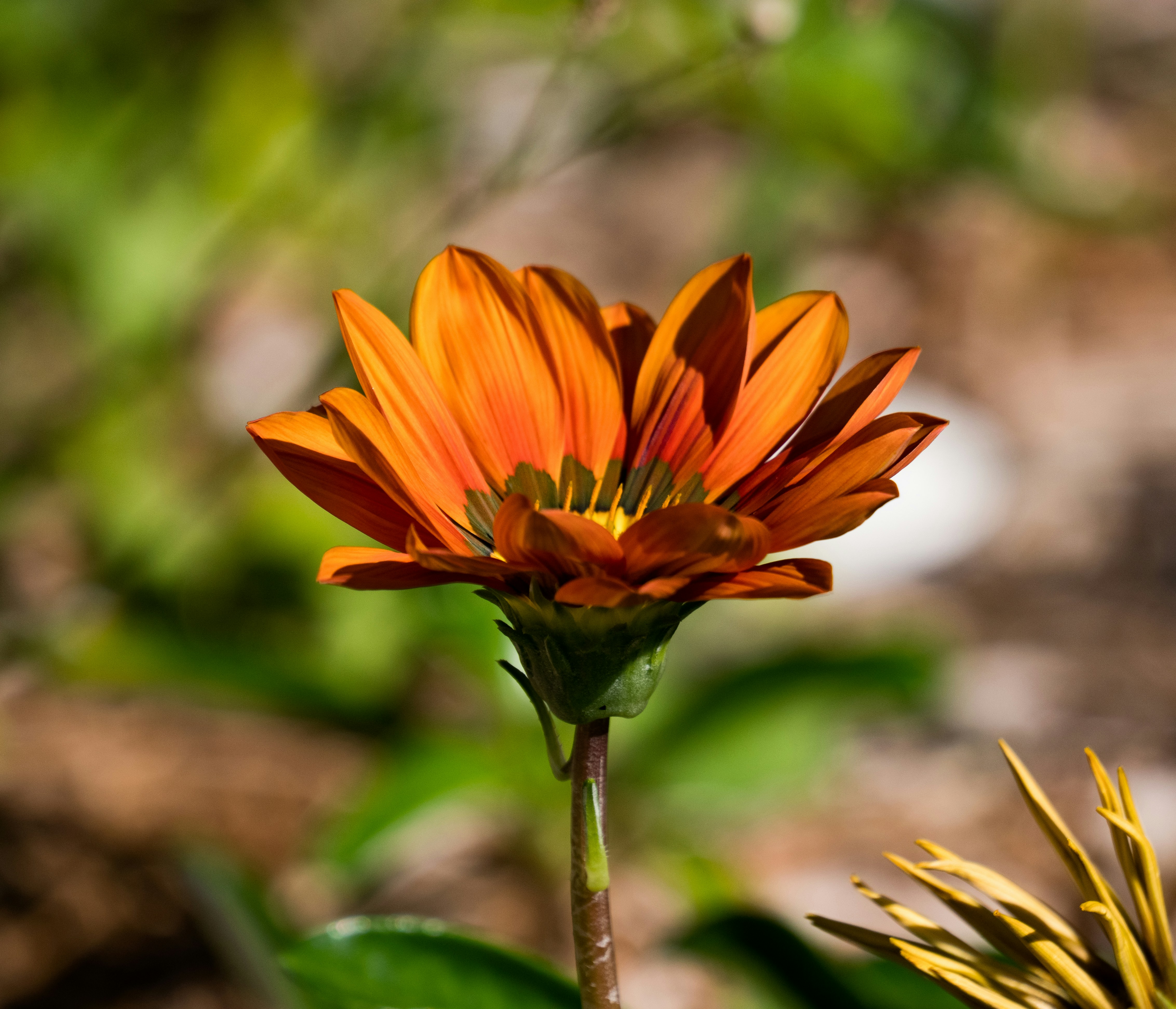 Photo by michael_marais