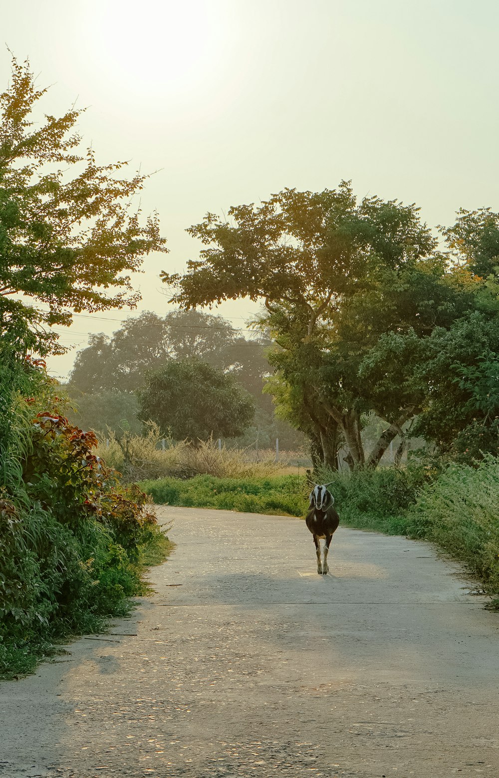 chien noir et blanc à poil court sur la route pendant la journée