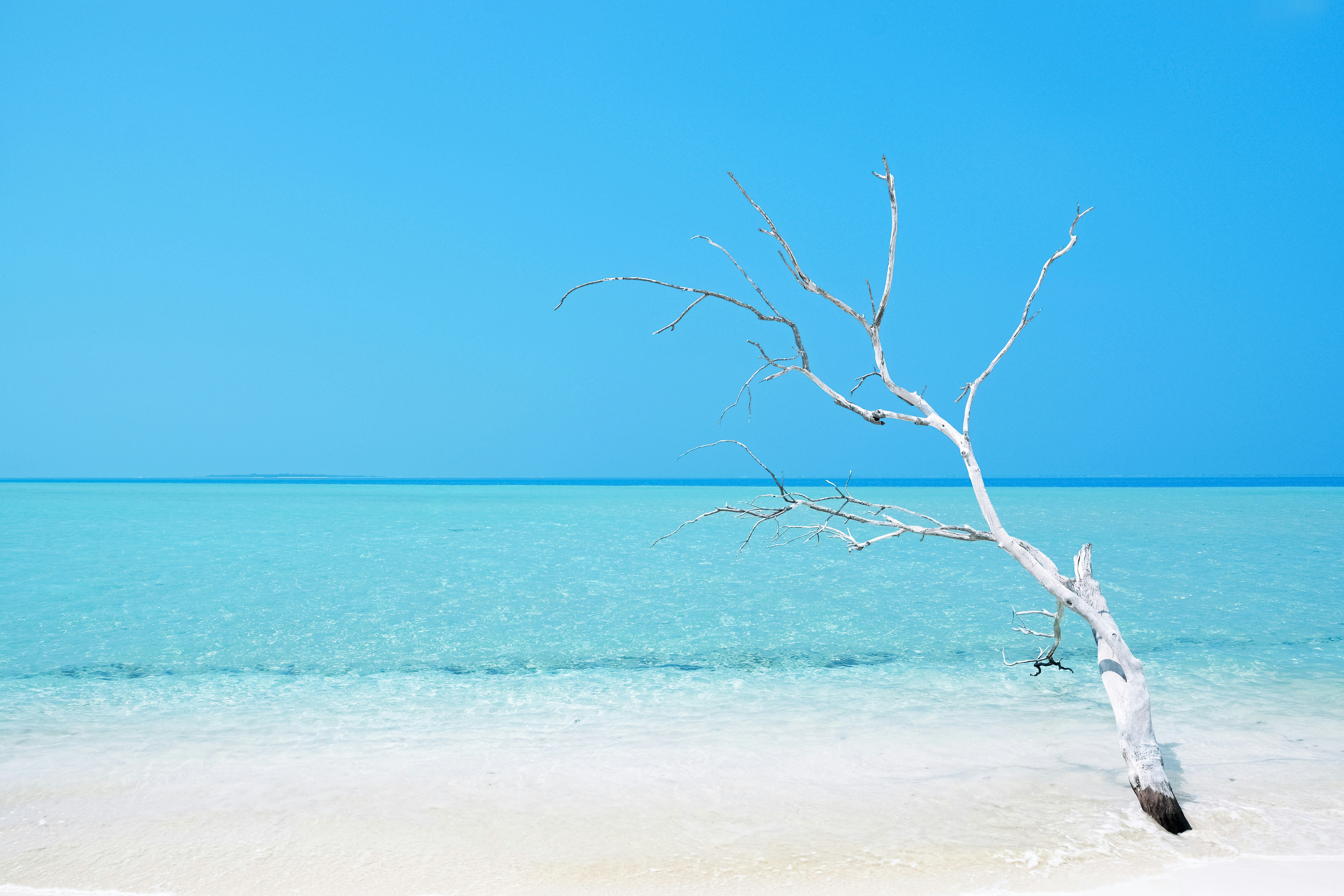 bare tree on white sand beach during daytime