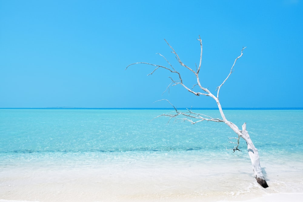 bare tree on white sand beach during daytime