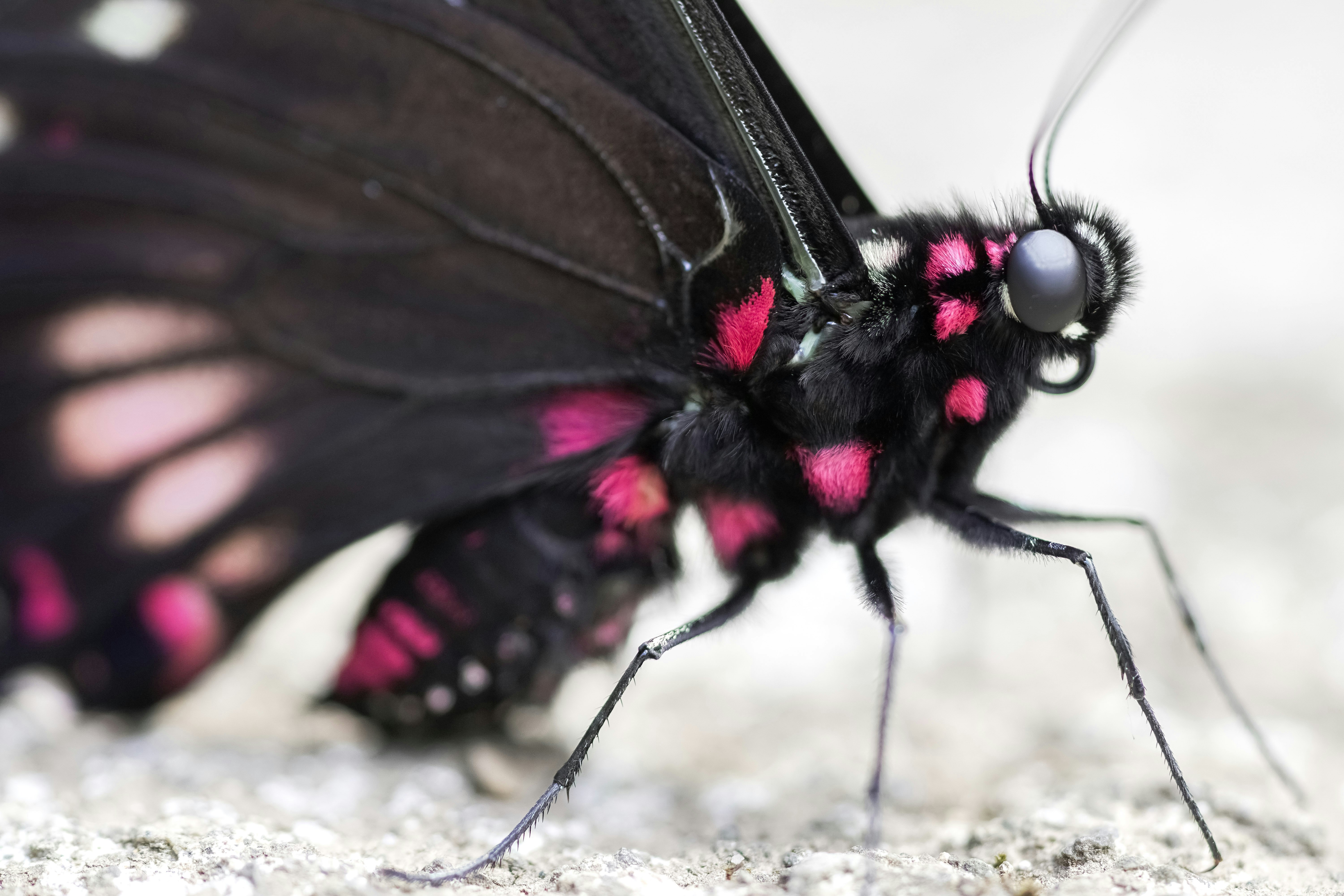 black and white butterfly on gray concrete floor