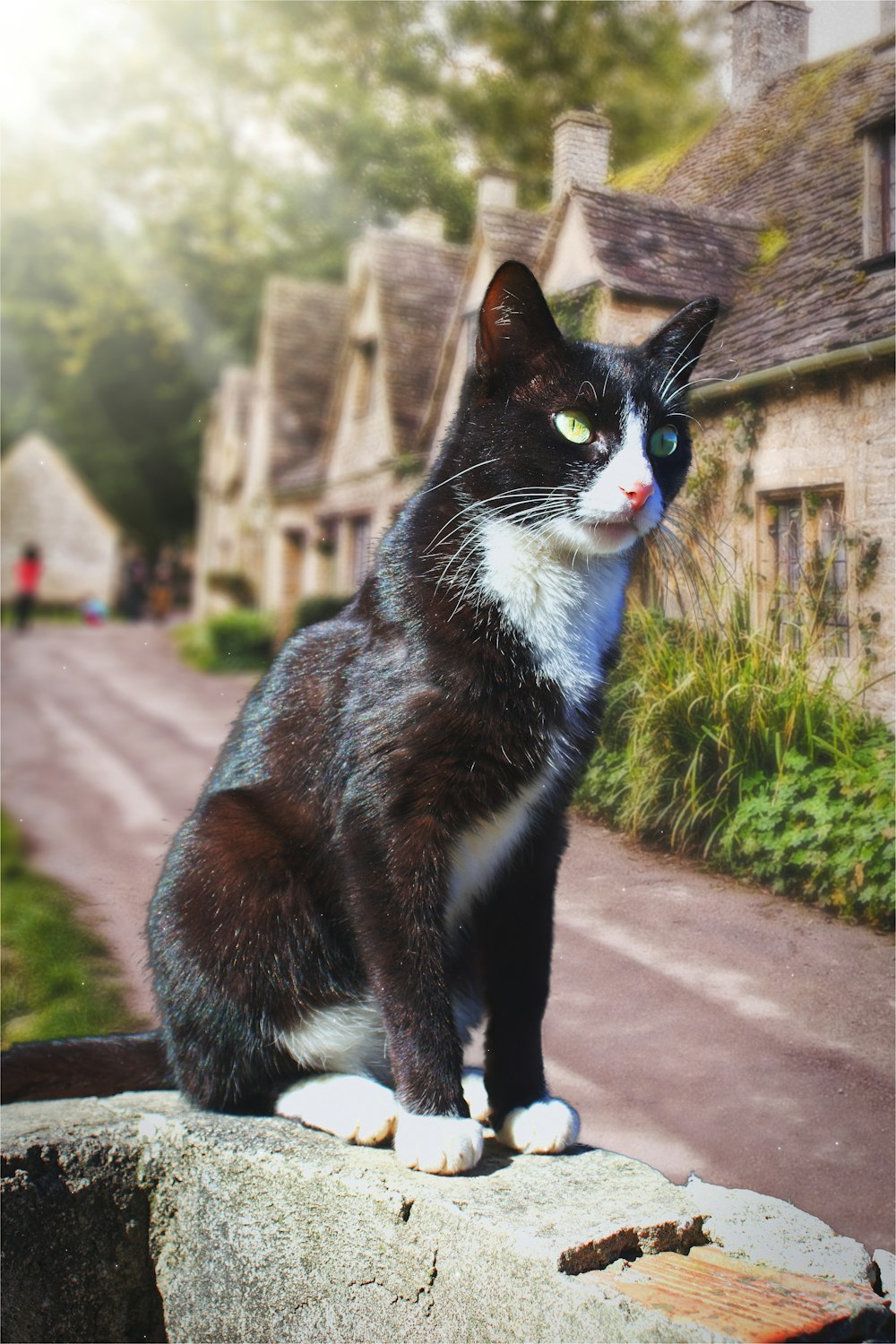 tuxedo cat on brown concrete floor