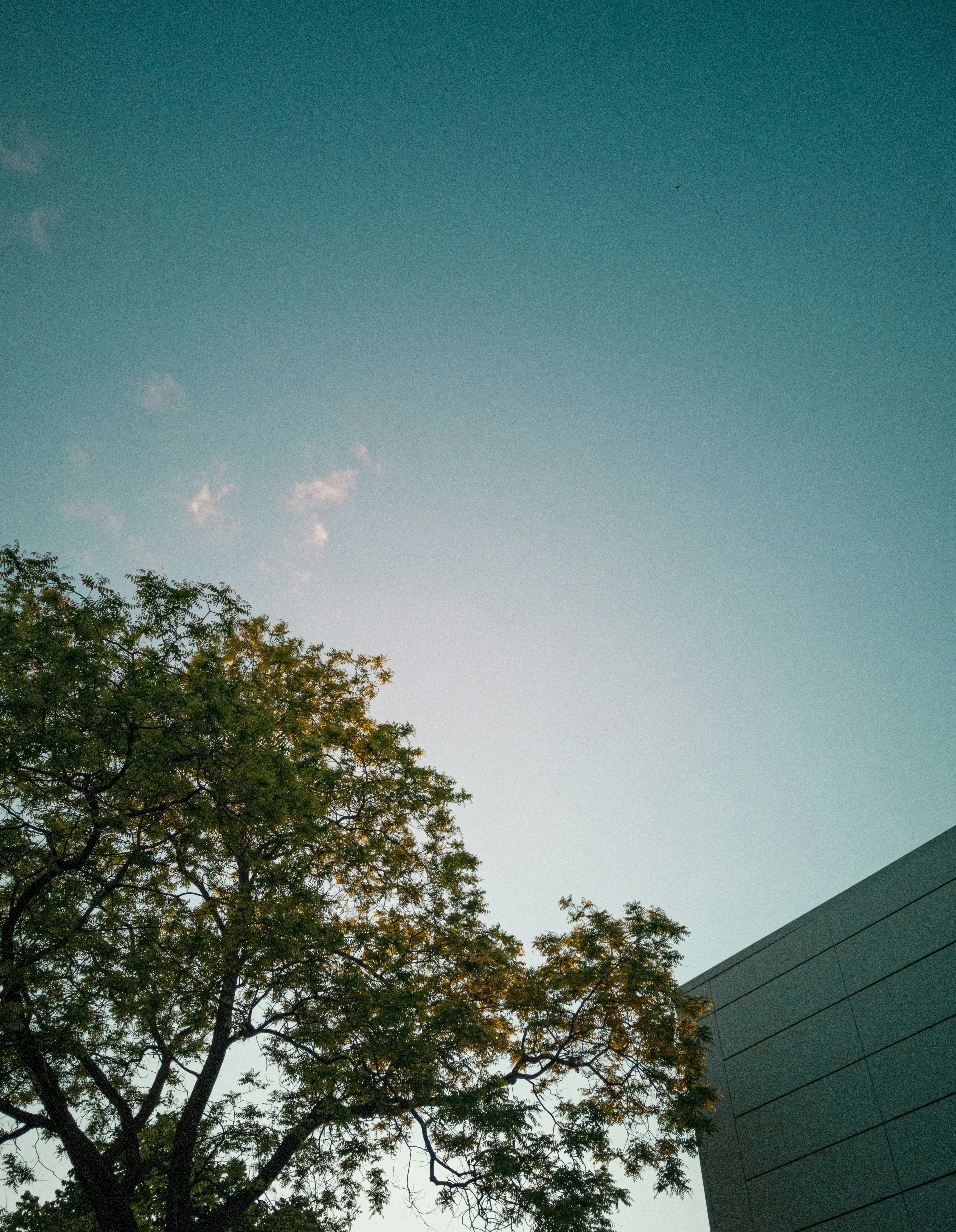 green tree beside white building