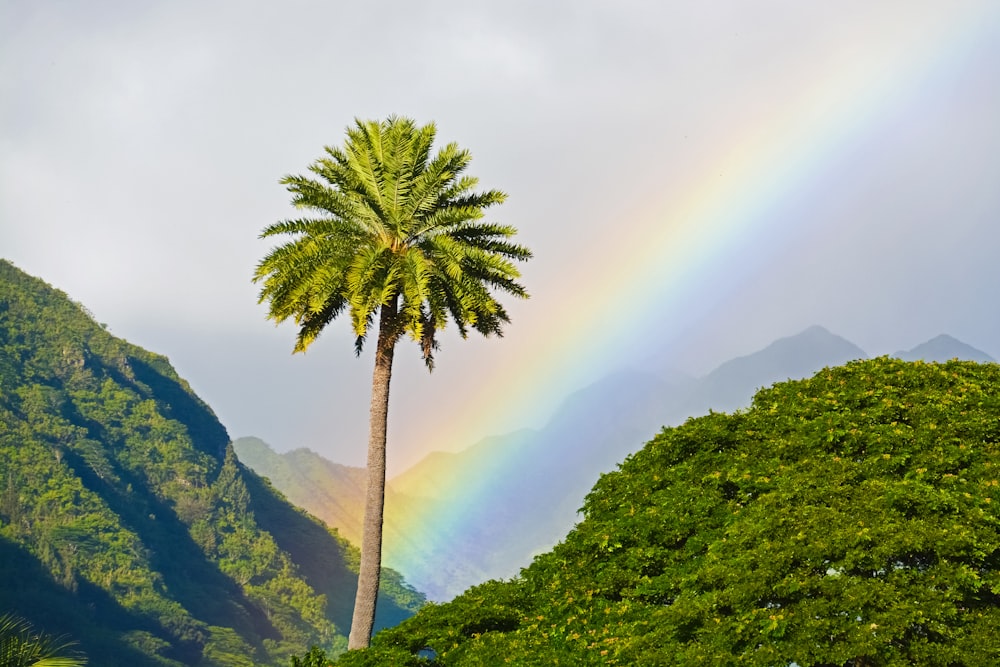 green palm tree on green grass covered hill during daytime