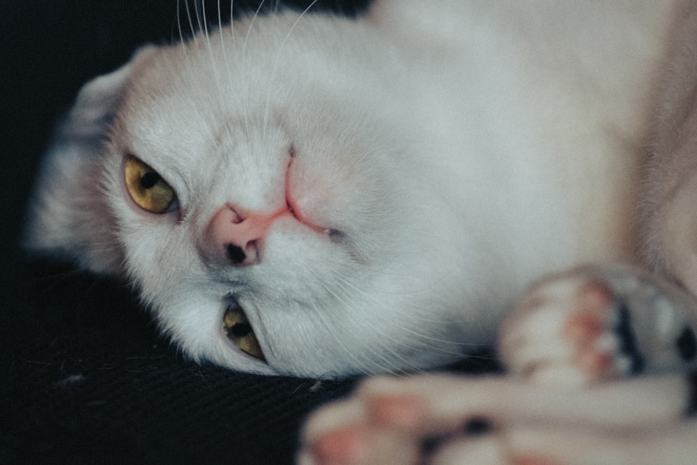 white cat on black textile