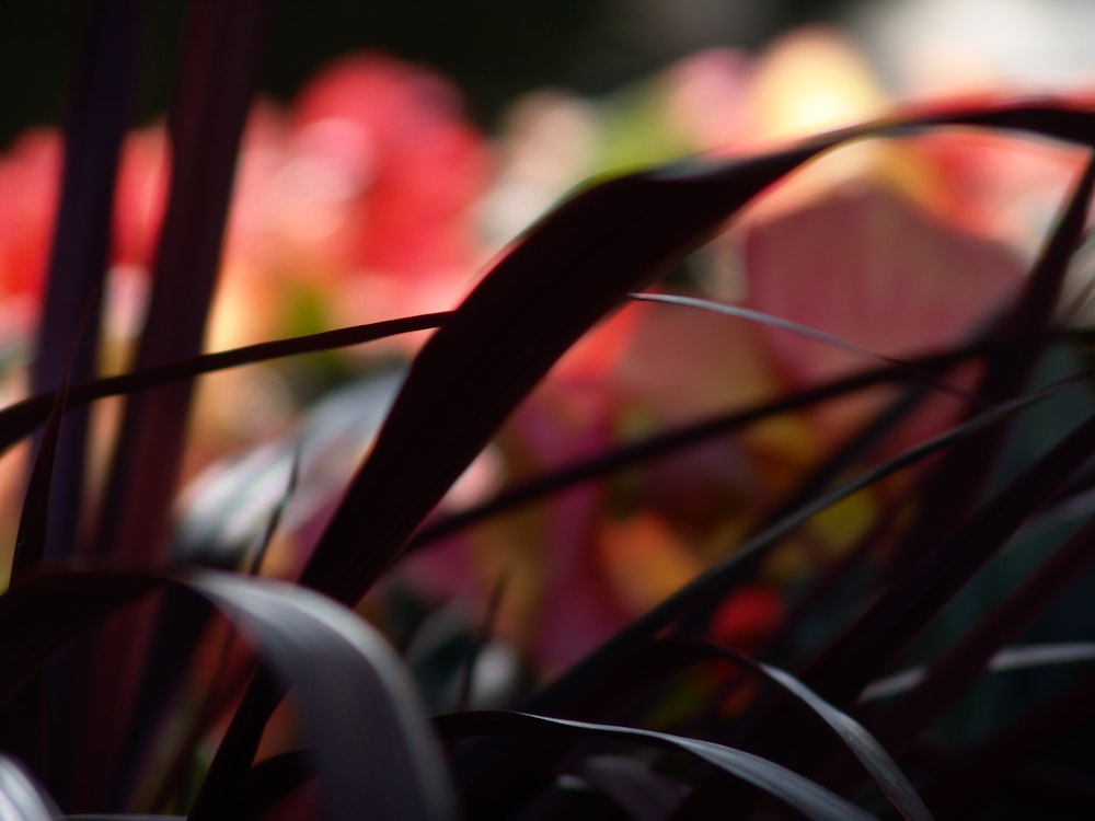 red and green plant in close up photography