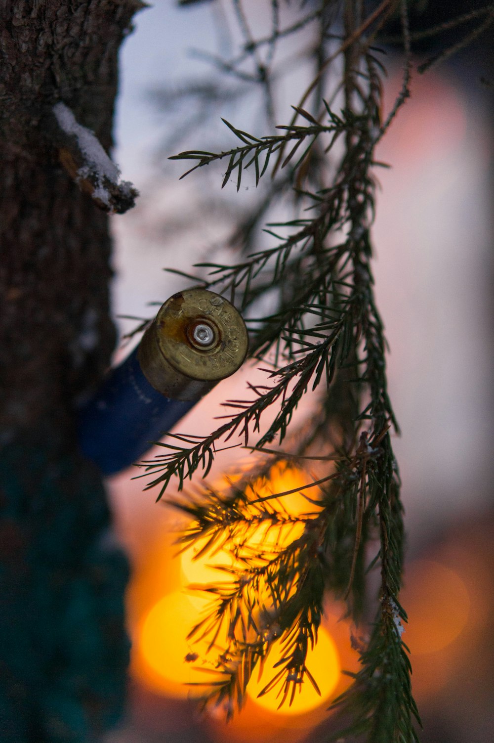 yellow and brown owl perched on tree branch