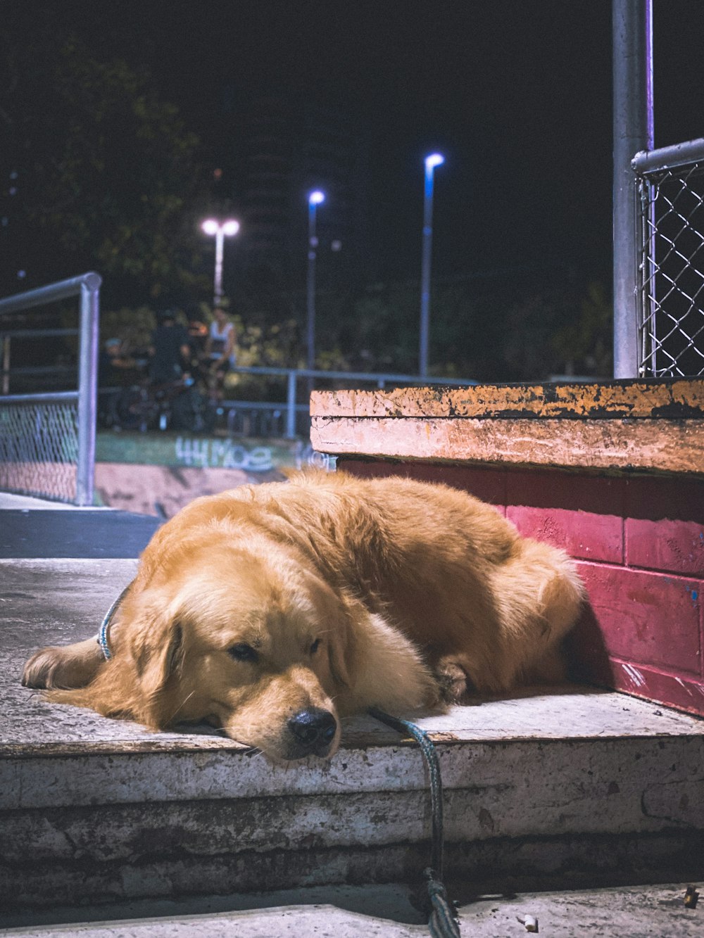 golden retriever lying on red concrete floor