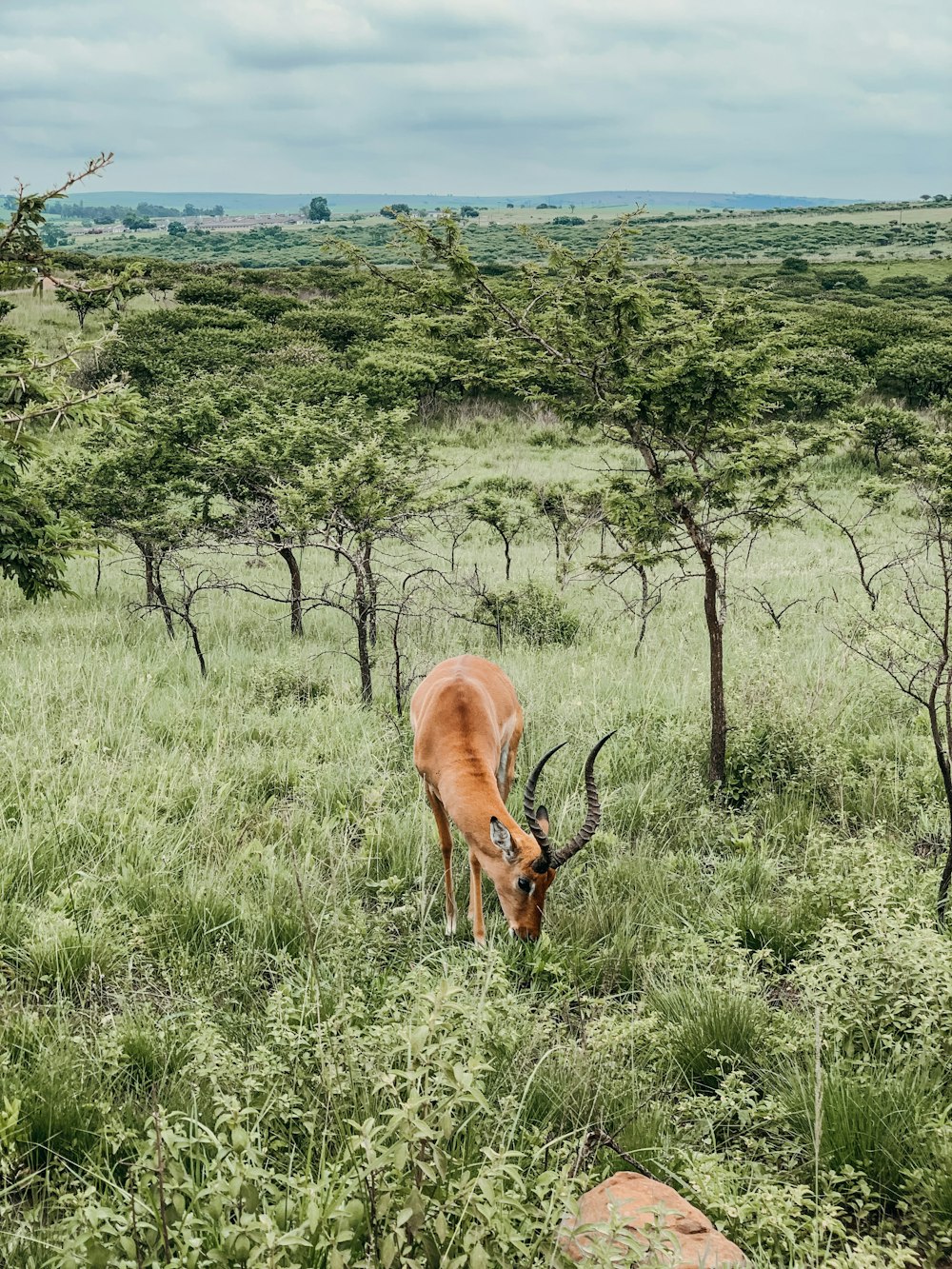 brown deer on green grass field during daytime