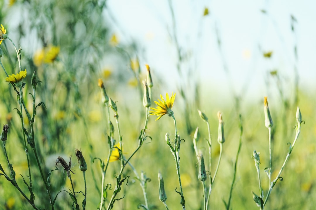 yellow flower in tilt shift lens