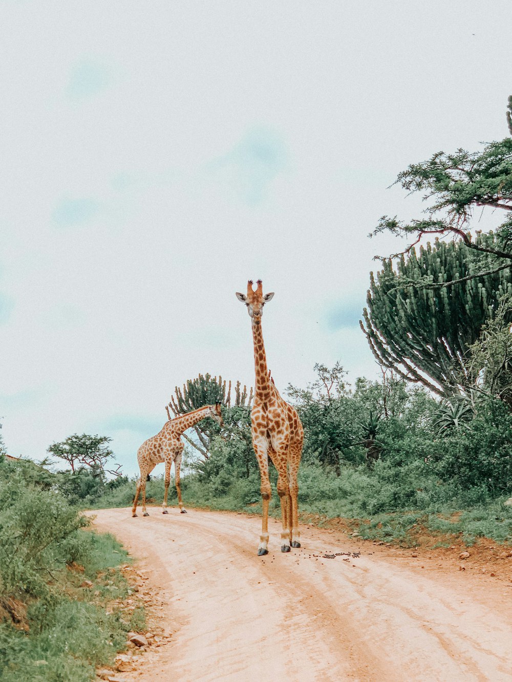 girafe debout sur un chemin de terre brun pendant la journée