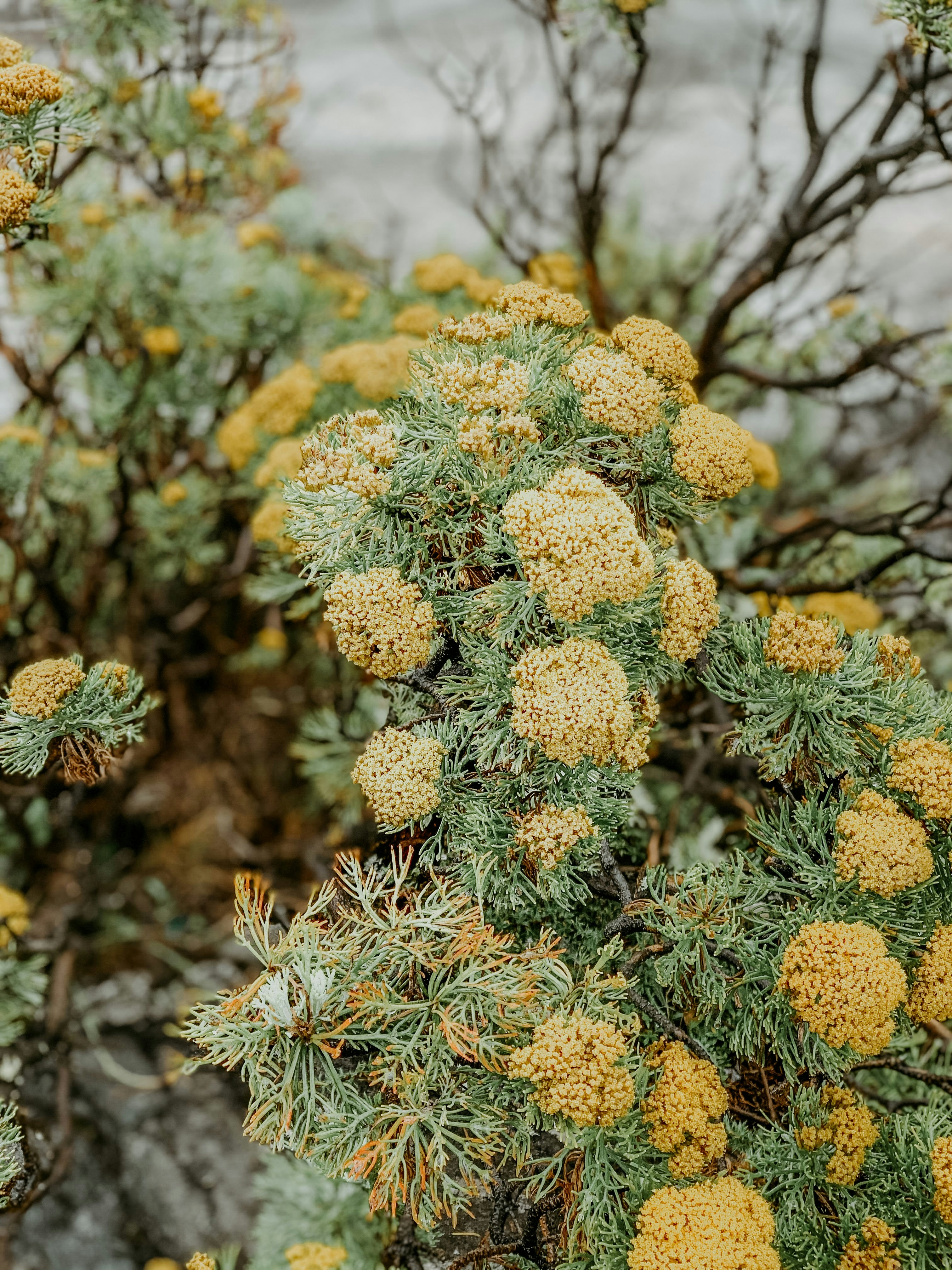 yellow flowers in tilt shift lens