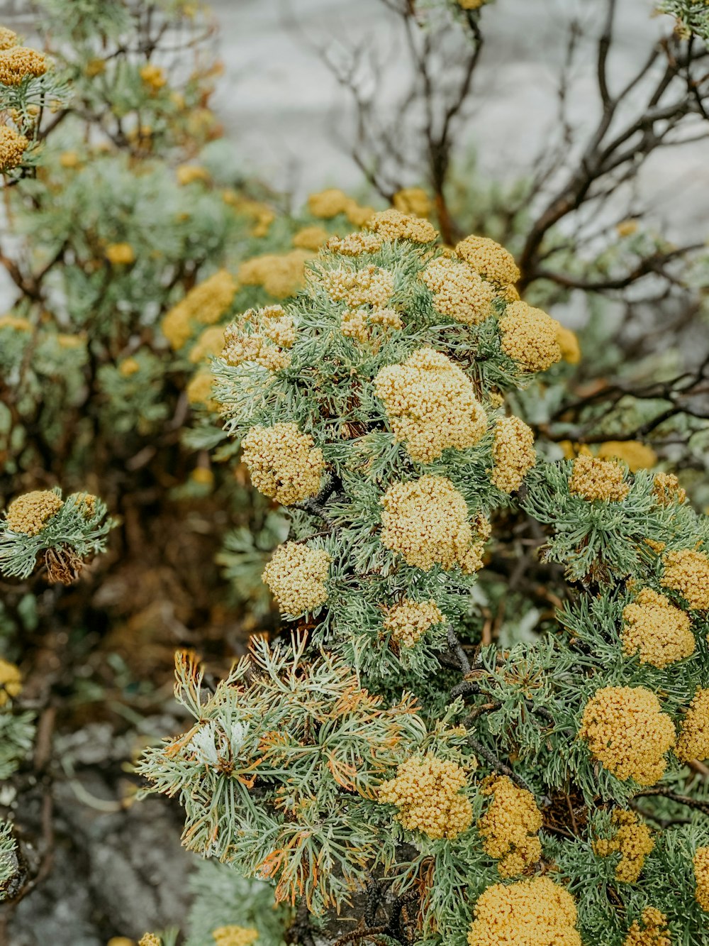 fleurs jaunes dans une lentille à bascule