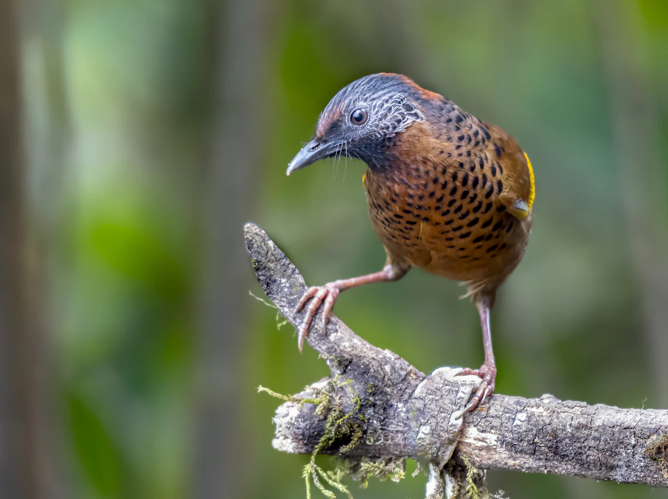 The image depicts a small brown bird perched on a branch, facing to the right side and looking directly at the camera. The bird's body is adorned with black spots, adding contrast to its brown feathers. The background features a blurred green forest, providing a natural setting for the bird.