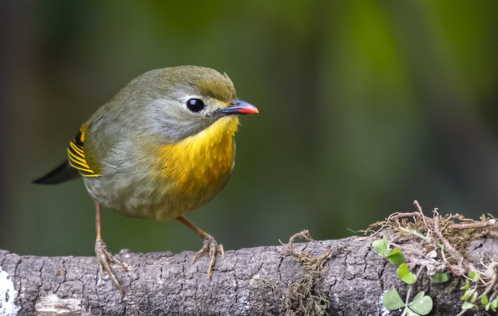 a small yellow and gray bird sitting on a branch
