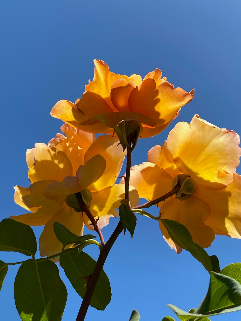 yellow flower under blue sky during daytime