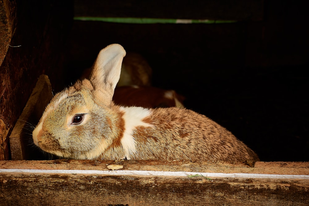 brown and white rabbit on brown wooden table