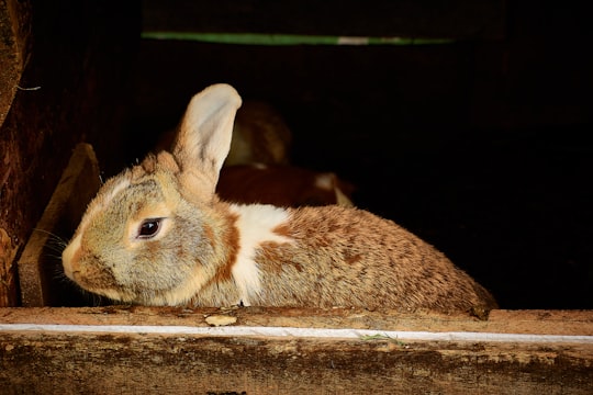 brown and white rabbit on brown wooden table in Ipiales Colombia