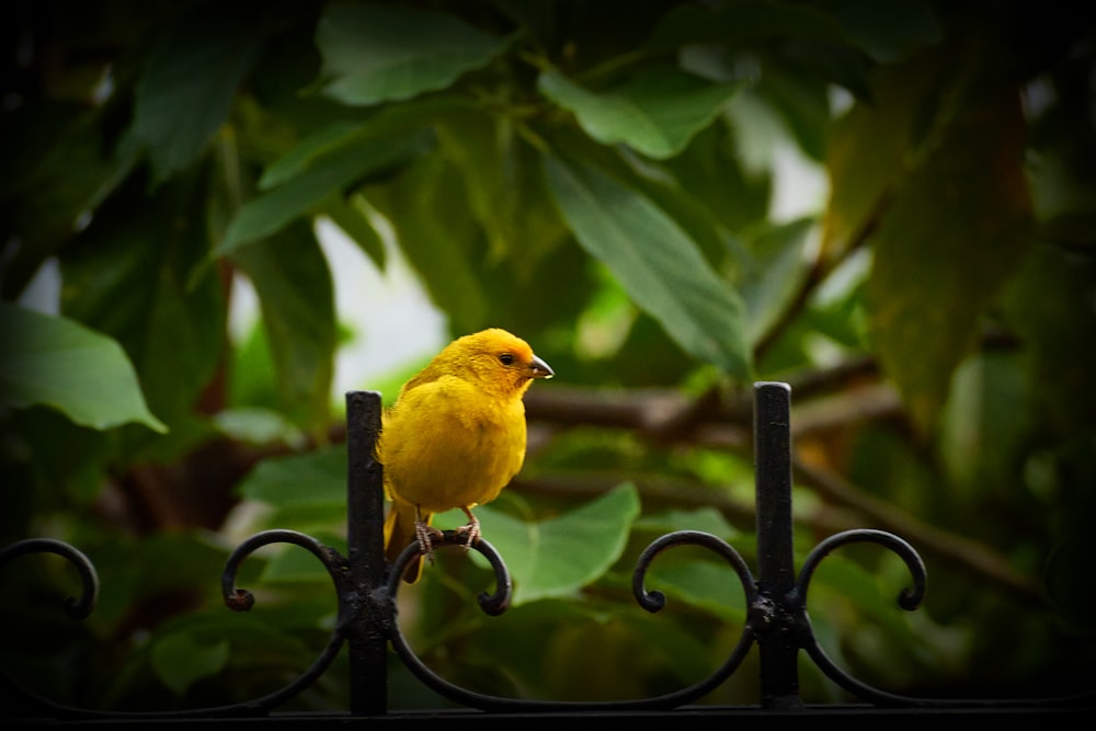 oiseau jaune sur cage à oiseaux en métal noir